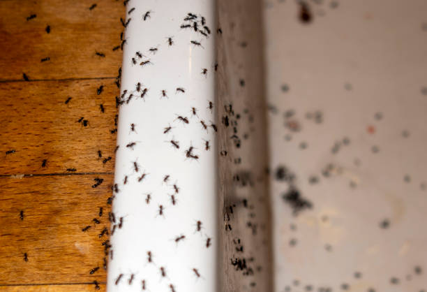 Best Emergency Pest Control  in Fowlerville, MI