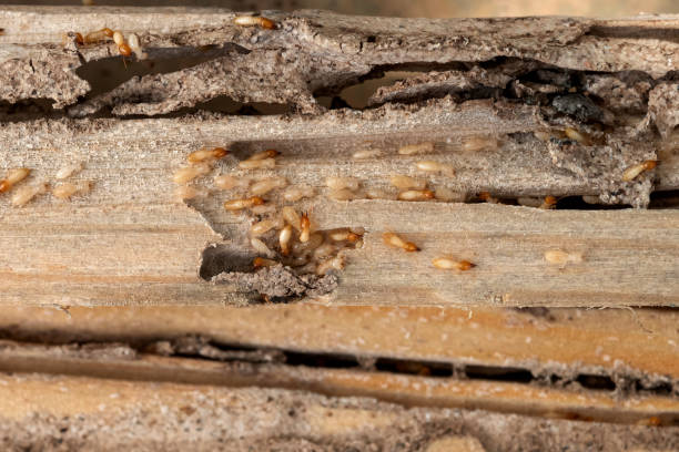 Best Affordable Pest Control Services  in Fowlerville, MI